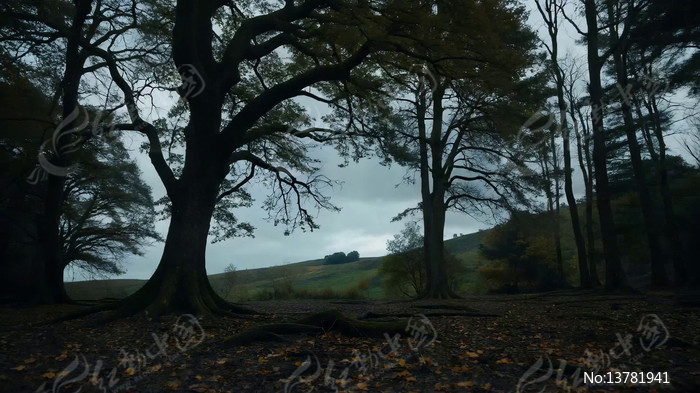 ɭ����ïʢ��ľ�������Ҷ����