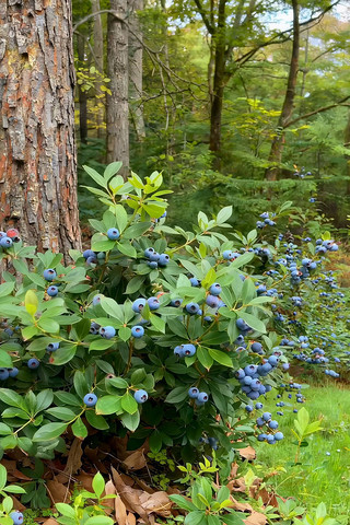 ɭ������������ݮֲ��