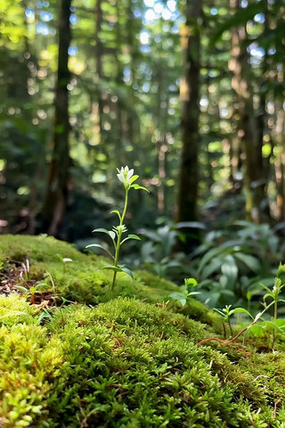 ɭ����̦޺��������С��