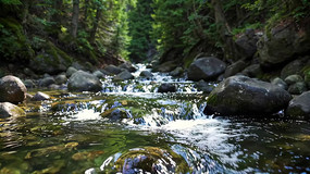 ɭ����Ϫ����������