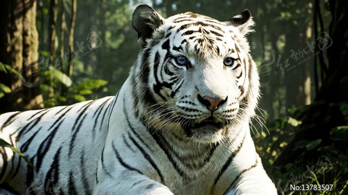 ɭ���������İ׻�