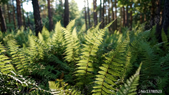 ɭ����������ҫ��ާ��ֲ��