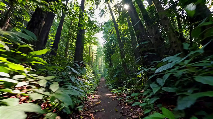 ɭ����������ҫ���ּ�С��