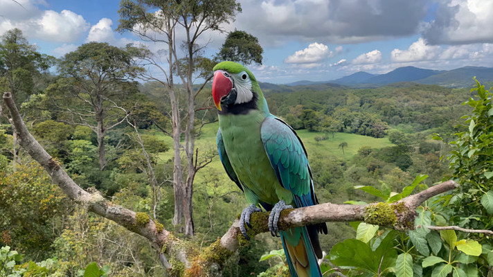 ɭ����֦ͷվ��������