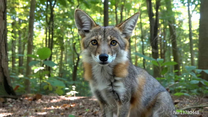 ɭ�������ŵ�Ұ������