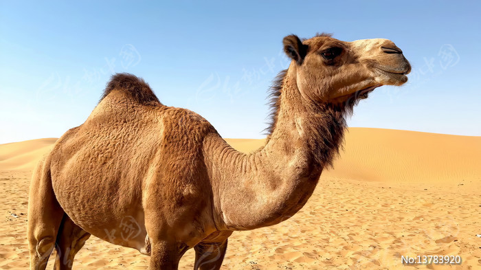 ɳĮ�е�������д