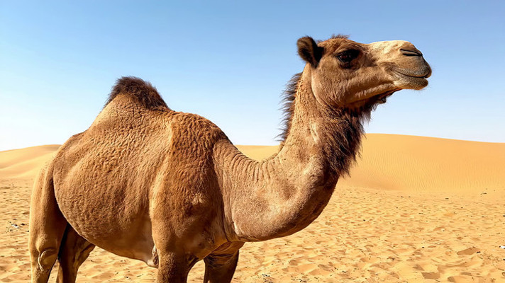 ɳĮ�е�������д