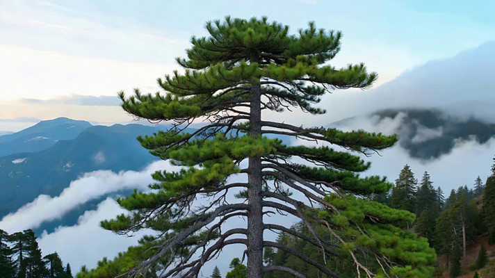 山顶松树与云海自然风光 山顶松树与云海自然风光