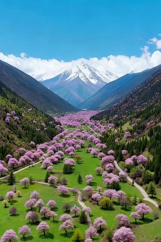 山谷间盛开的粉色桃花风景 山谷间盛开的粉色桃花风景