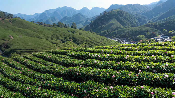 山间茶园自然风光 山间茶园自然风光