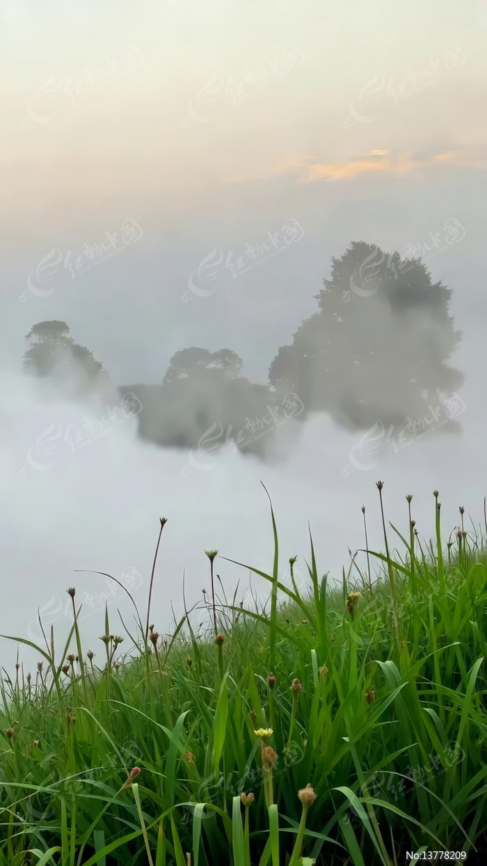 ɽ�䳿���еĲݵ�����ľ