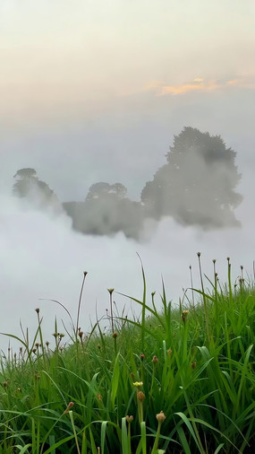 ɽ�䳿���еĲݵ�����ľ