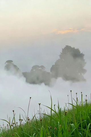 ɽ�䳿���еĲݵ�����ľ