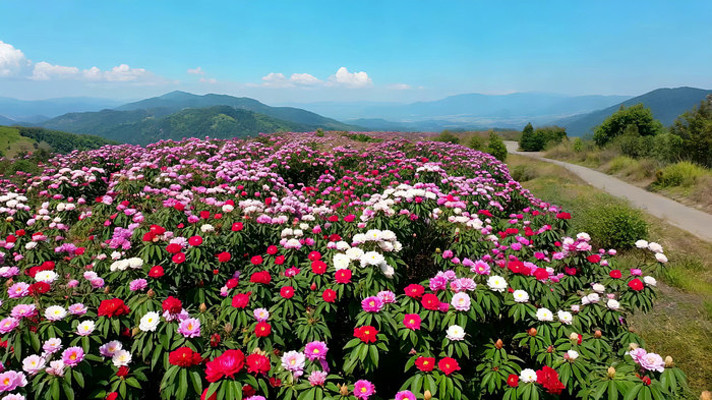 ɽ�仨��ȫ��