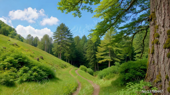 ɽ��ɭ���е�����С·