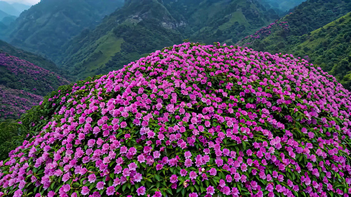 山间盛开的大片杜鹃花 山间盛开的大片杜鹃花