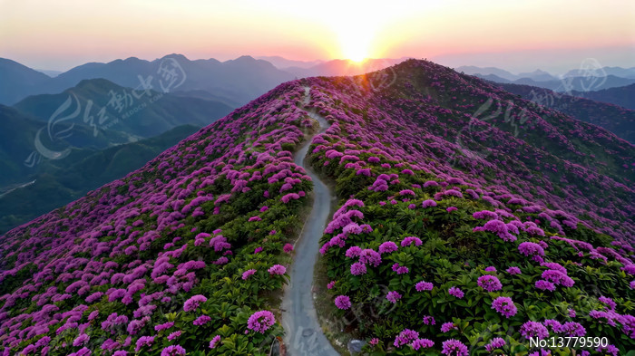 ɽ��Ϧ���µĶž黨����