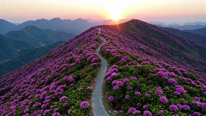 ɽ��Ϧ���µĶž黨����