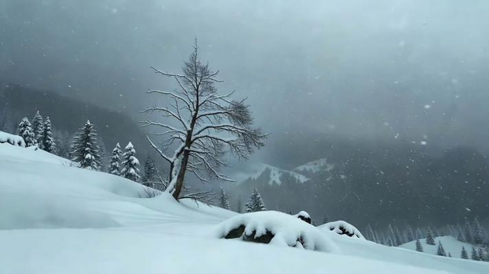 山间雪景树木特写 山间雪景树木特写