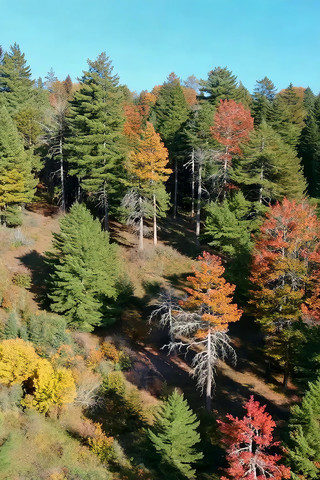 山林多彩树木鸟瞰 山林多彩树木鸟瞰