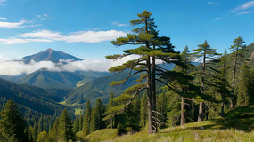 ɽ�ּ�������Զɽ�羰