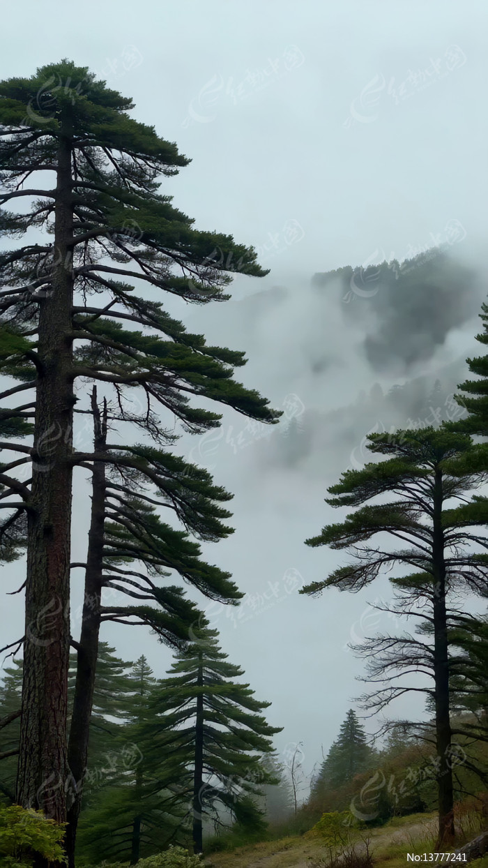 ɽ�������еĸߴ���ľ