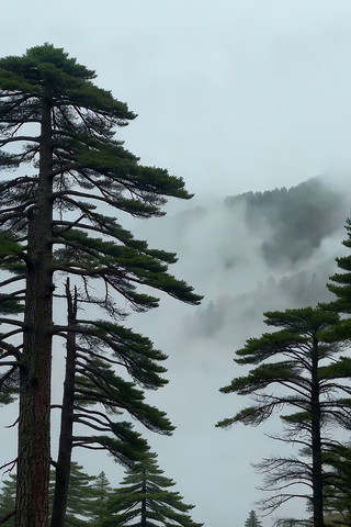 山林云雾中的高大树木 山林云雾中的高大树木