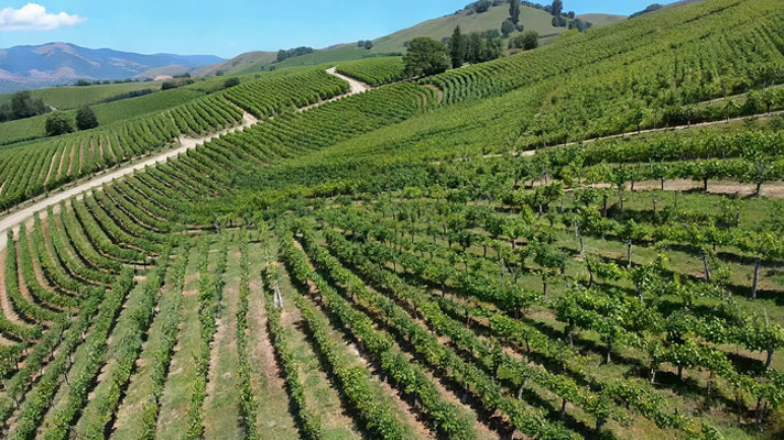 山坡上的葡萄园俯拍全景 山坡上的葡萄园俯拍全景