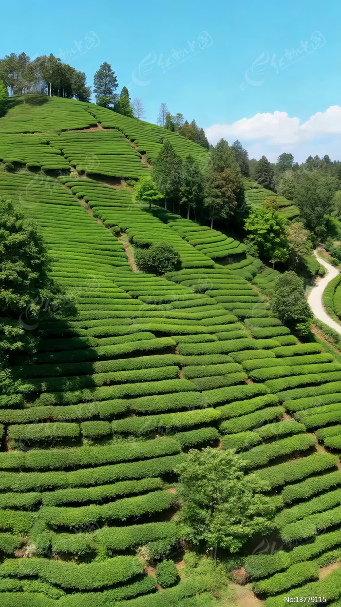 ɽ���ϵ������԰