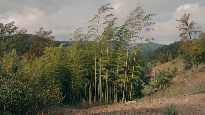 ɽҰ��������Ȼ����