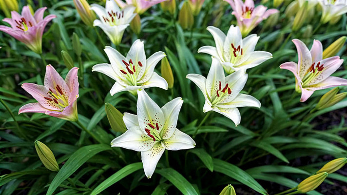 ʢ���İٺϻ��ز�