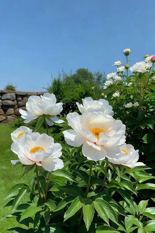 盛开的白色牡丹花 盛开的白色牡丹花