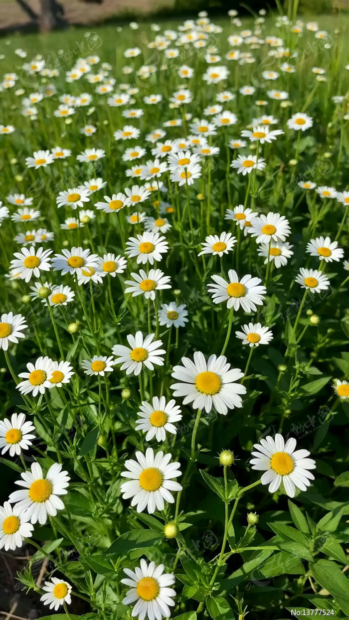 ʢ���ĳ��ջ�����д