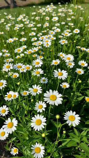 ʢ���ĳ��ջ�����д