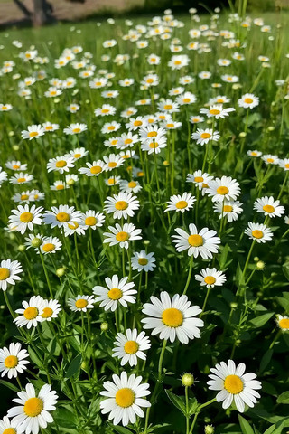 盛开的雏菊花草特写 盛开的雏菊花草特写
