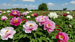 ʢ���Ķ��ĵ������