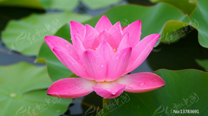 ʢ���ķ�ɫ�ɻ���д