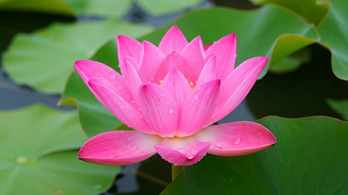 ʢ���ķ�ɫ�ɻ���д