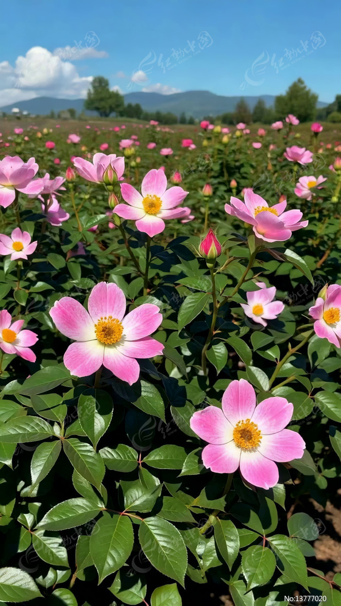 ʢ���ķ�ɫ���仨��ȫ��