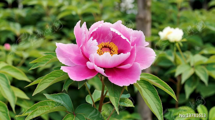 ʢ���ķ�ɫĵ����