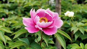 ʢ���ķ�ɫĵ����