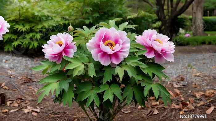 ʢ���ķ�ɫĵ������д