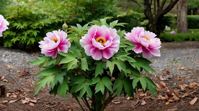 ʢ���ķ�ɫĵ������д