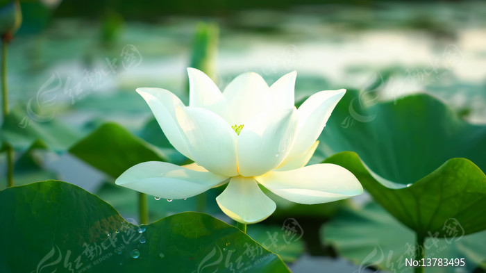 ʢ���ĺɻ����Ҷ��д