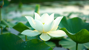 ʢ���ĺɻ����Ҷ��д