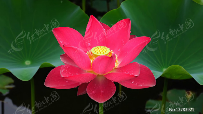 ʢ���ĺ�ɫ�ɻ����Ҷ