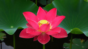 ʢ���ĺ�ɫ�ɻ����Ҷ