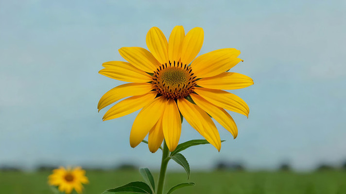 ʢ���Ļ�ɫ���տ���д