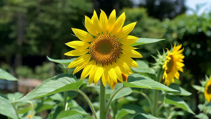 ʢ�������տ���д�ز�