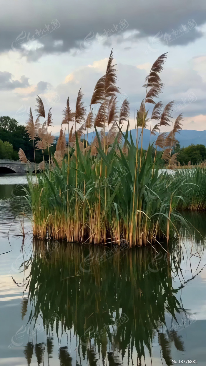 ˮ��«έ��Ȼ�羰�ز�